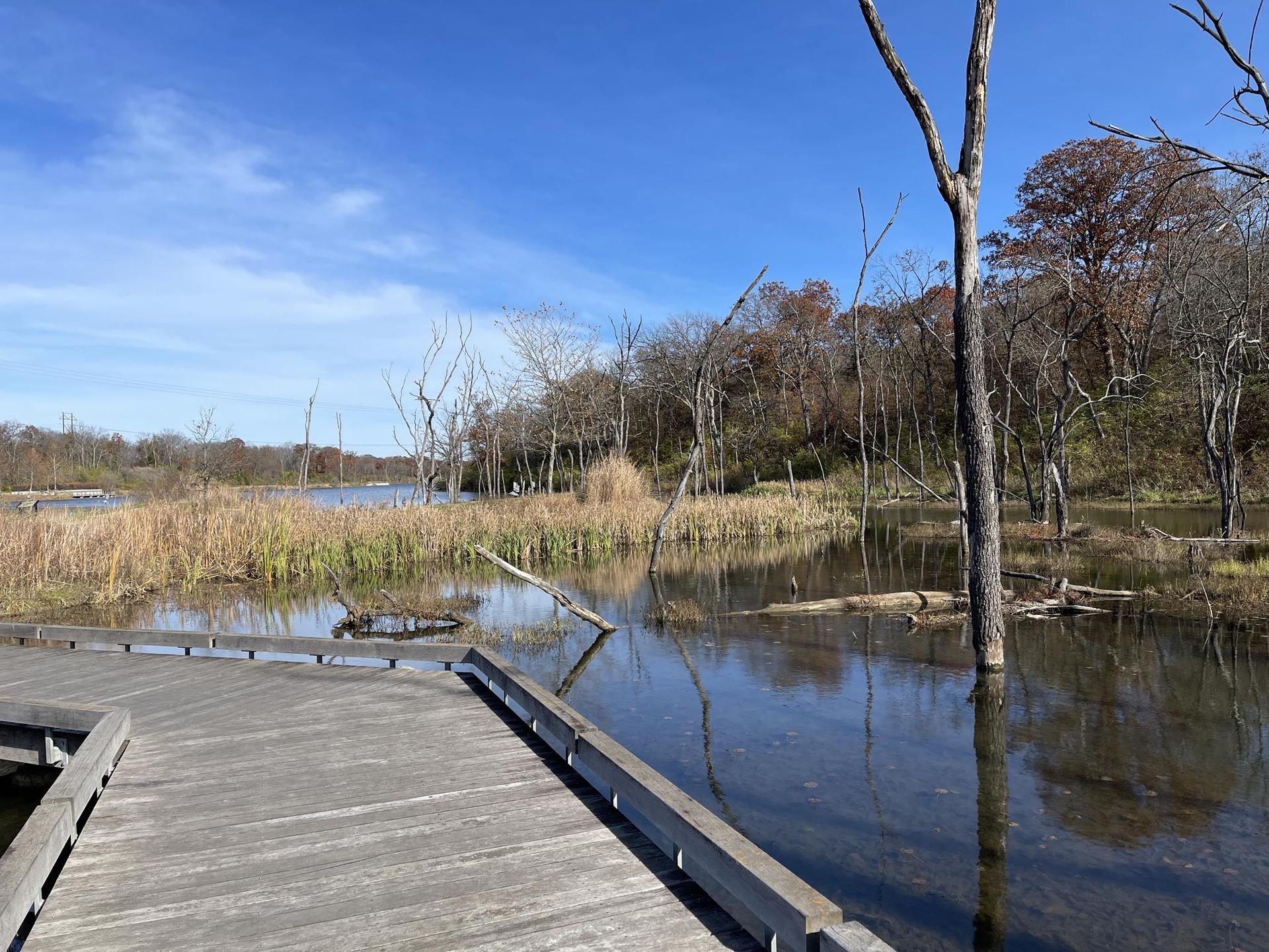 Wooden boardwalk next to a sunny wetland with bare trees and reeds.