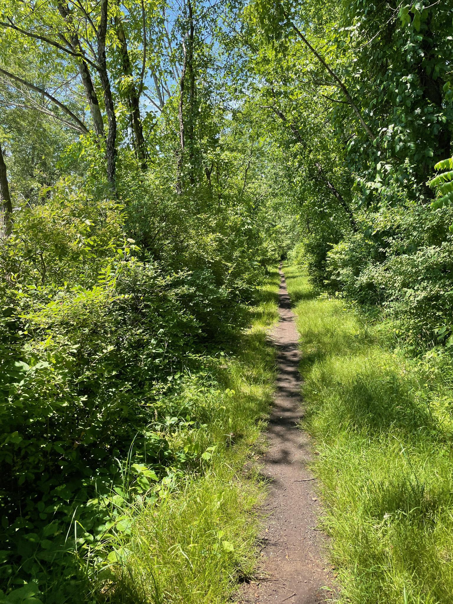 A narrow dirt path winds through a lush green sunlit forest.