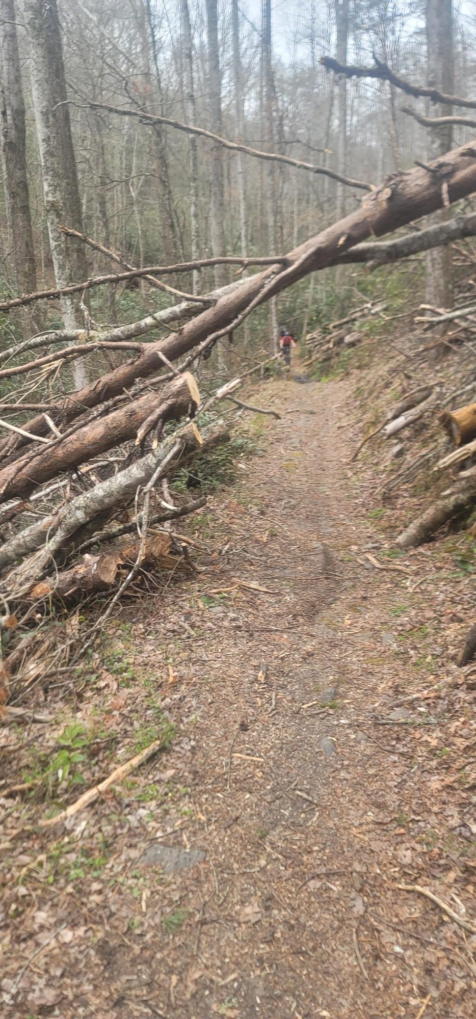 A dirt path through a forest, blocked by many fallen logs.