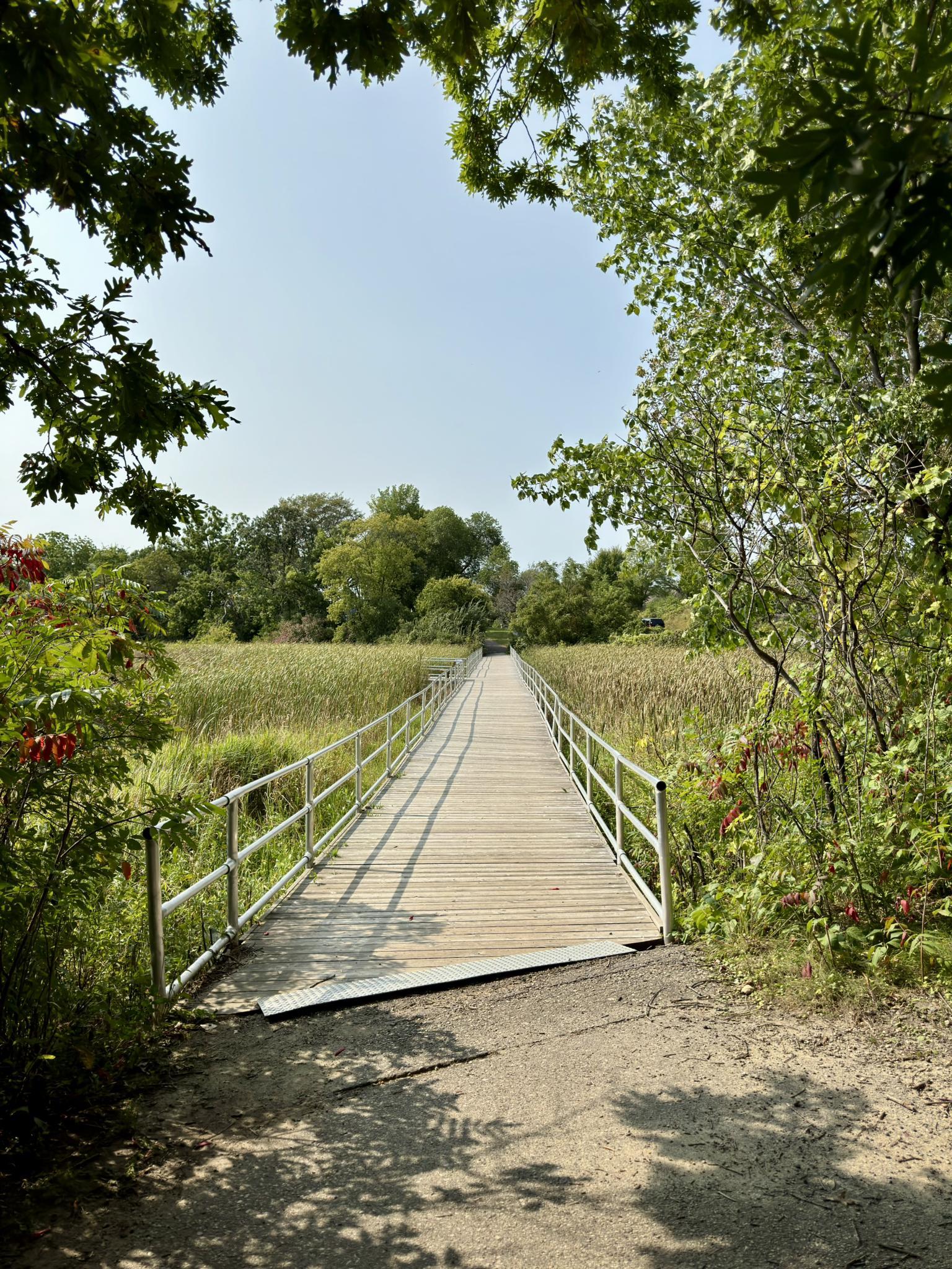 Long wooden boardwalk extending over a sunny marsh, surrounded by trees.