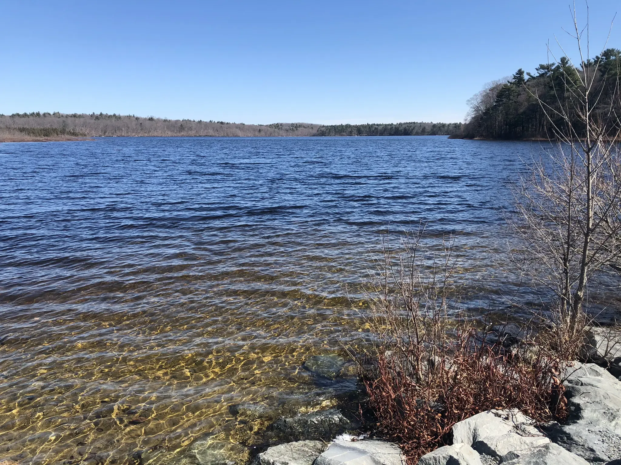Clear blue lake with rocky shore and distant bare trees under bright sun. - Ponkapoag Pond Loop Trail