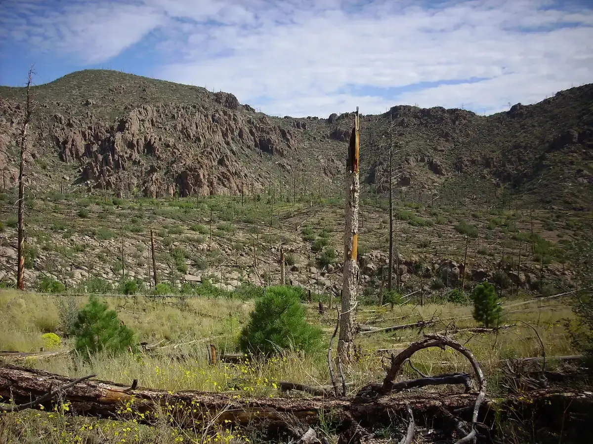 A mountain landscape with rocky slopes, dead trees, and new green growth.