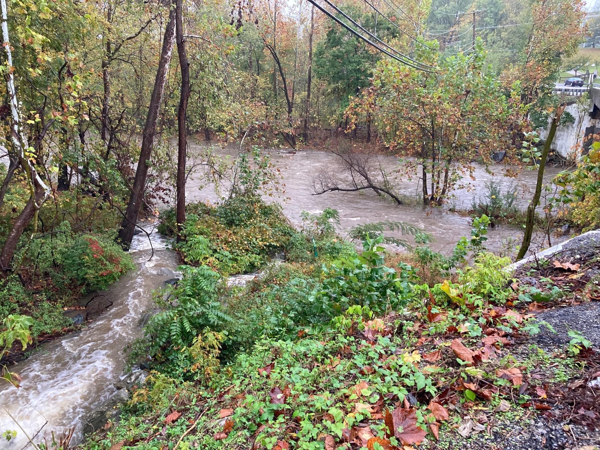 Swollen, muddy river flows through a dense, green forest on an overcast day.