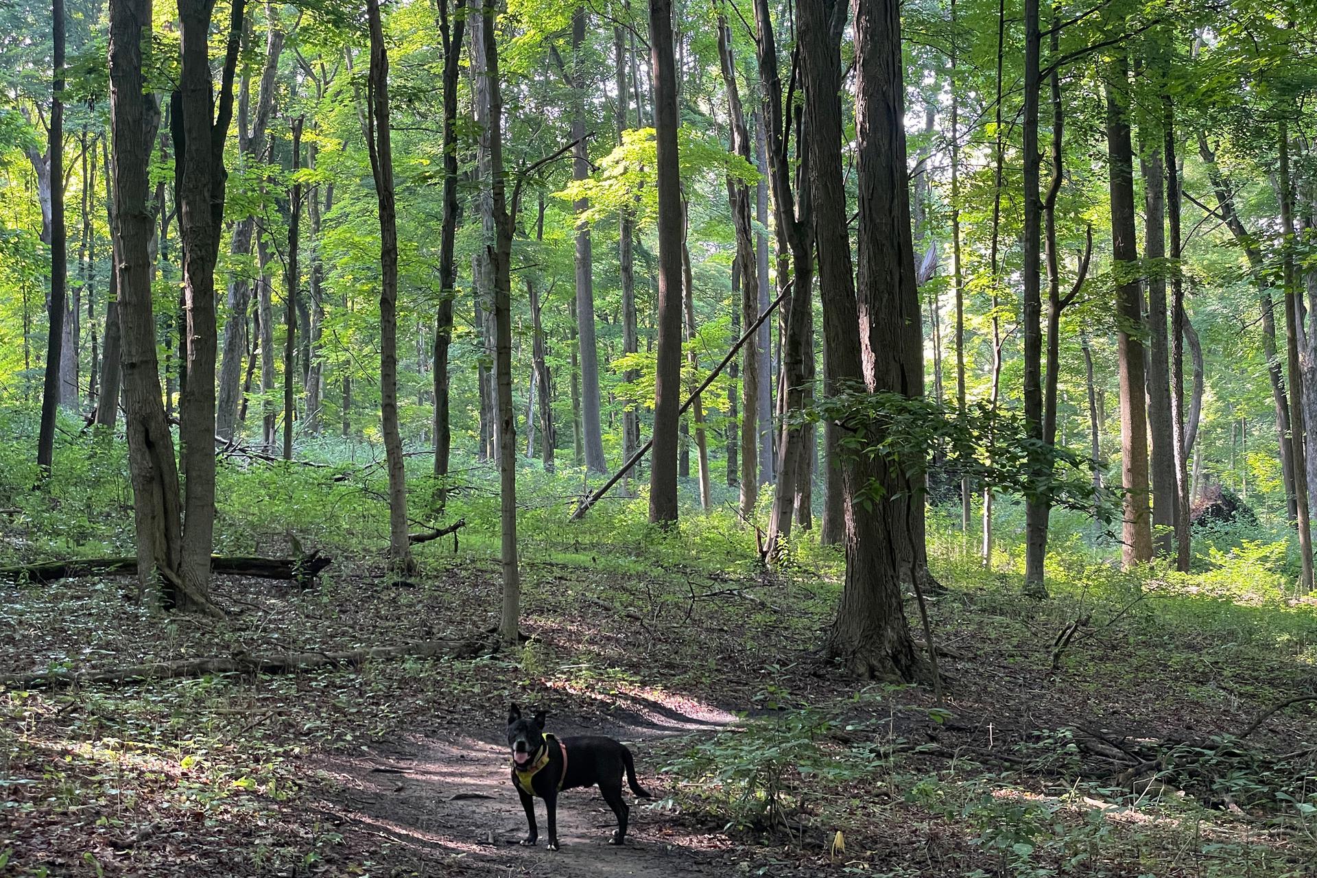Black dog on a sunlit forest path surrounded by tall trees.