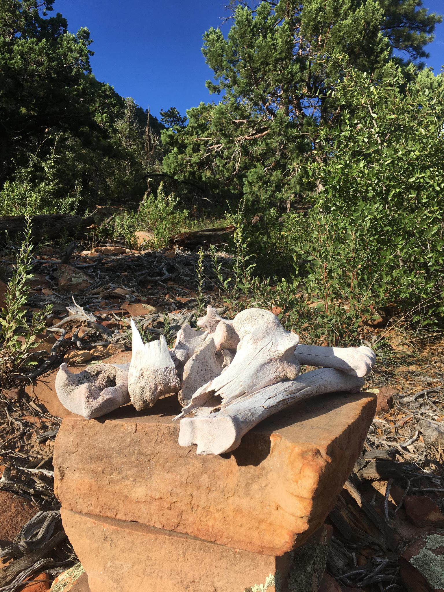 Weathered animal bones rest on a reddish rock in a sunny, arid landscape.