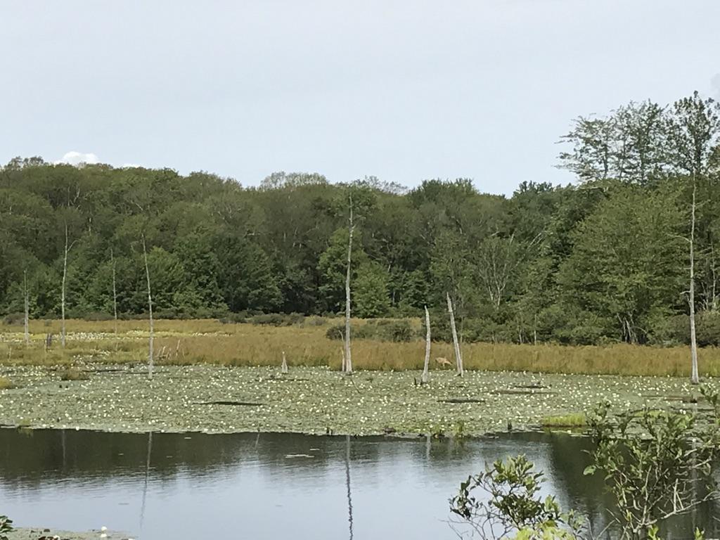 Pond covered in lily pads with dead trees, backed by a dense forest.