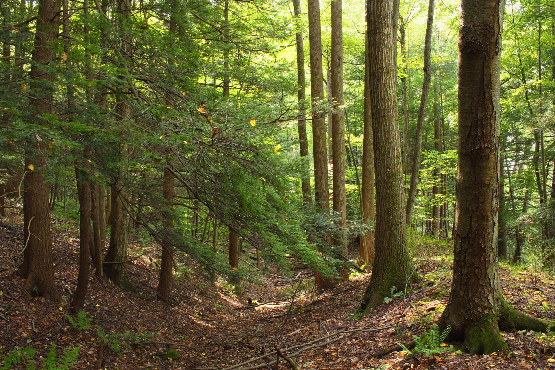 Dappled sunlight illuminates a dense forest with tall trees and leafy ground.