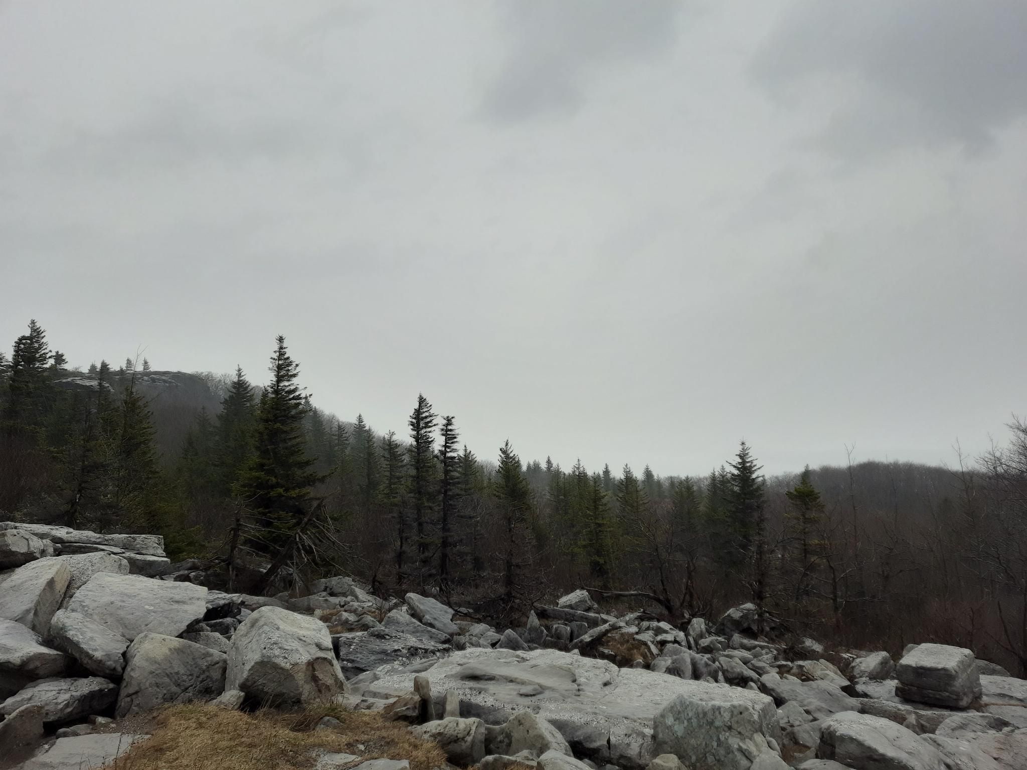 Rocky terrain in foreground, dense pine forest, under a dark, cloudy sky. - Bear Rocks Loop