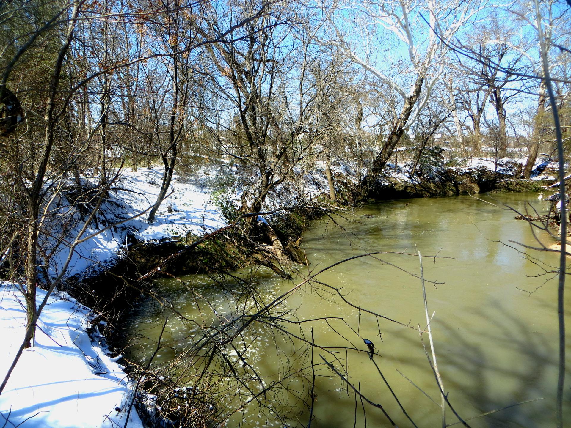 A muddy river flows through a snowy, bare forest on a sunny day.