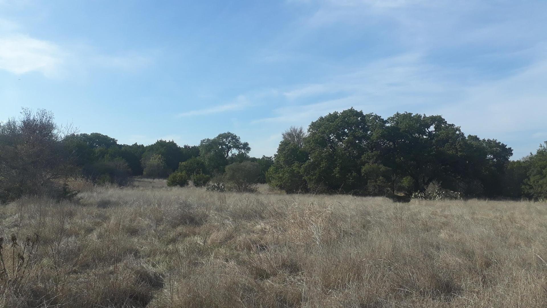 Wide field of dry grass with scattered trees under a bright blue sky.