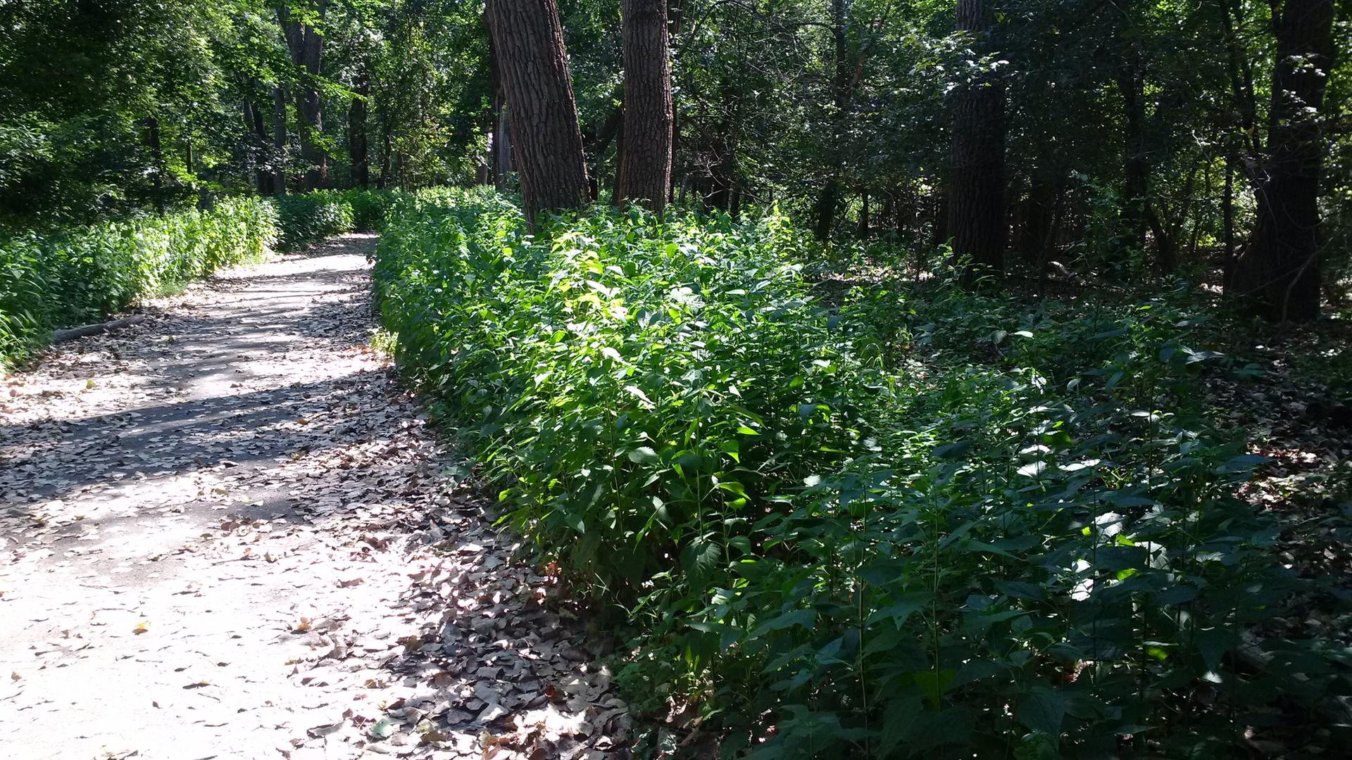 Sunny dirt path winding through dense green woods with dappled light.