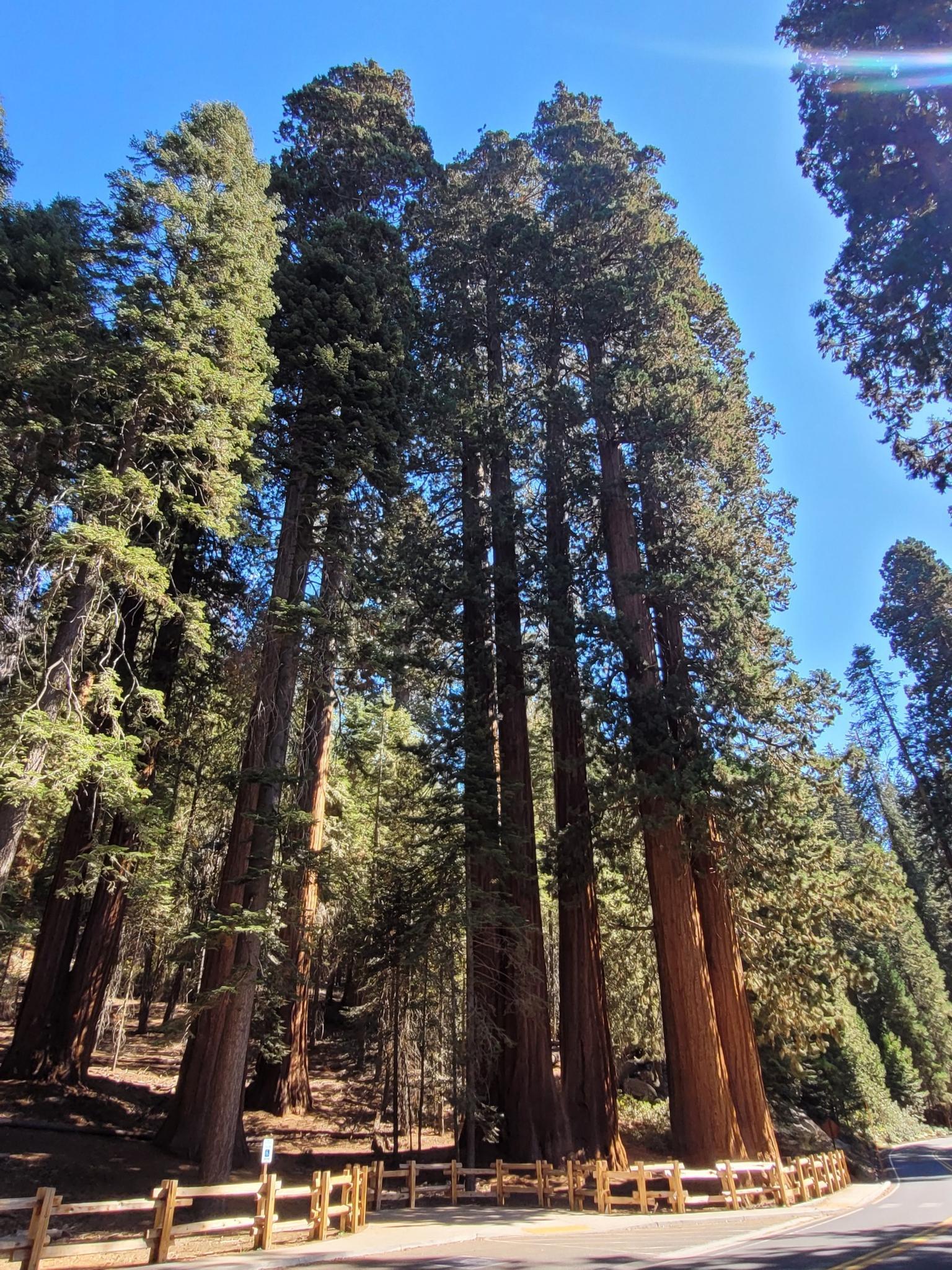 Towering ancient trees stand beside a road on a bright sunny day.