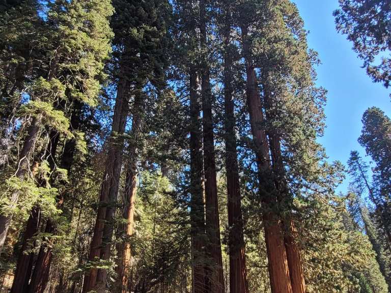 Kings Canyon Aussichtspunkt zum Lost Grove über Generals Highway ...