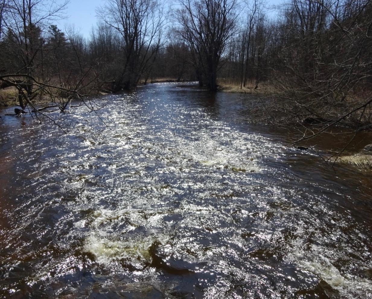 A dark river flows rapidly through a bare forest under bright sunlight.