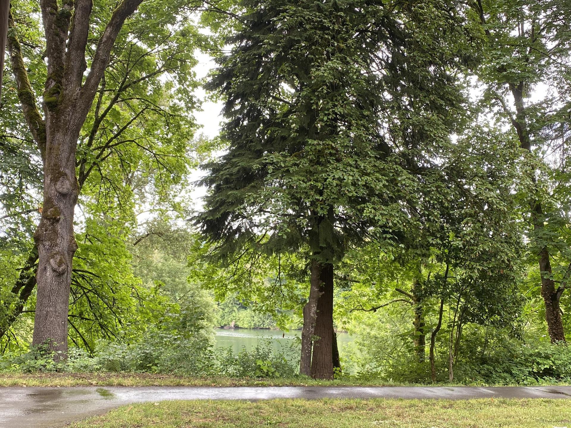 Lush green trees frame a calm body of water on an overcast day.