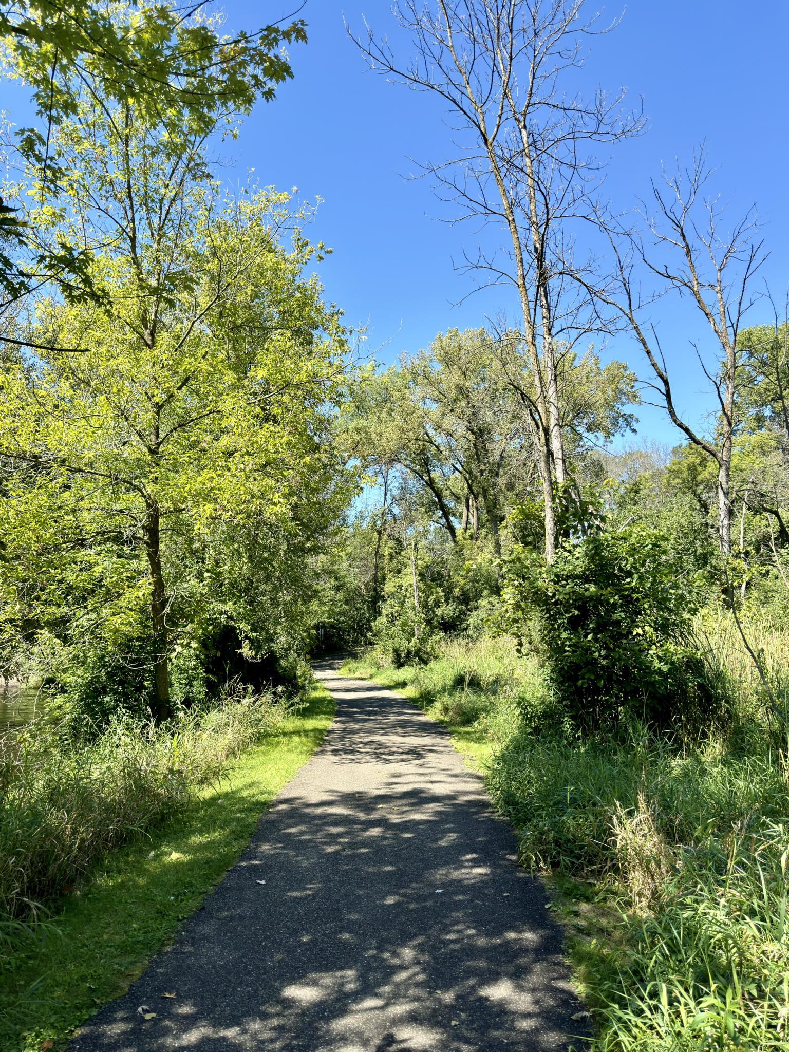 A sunny paved path winds through lush green trees and tall grass.