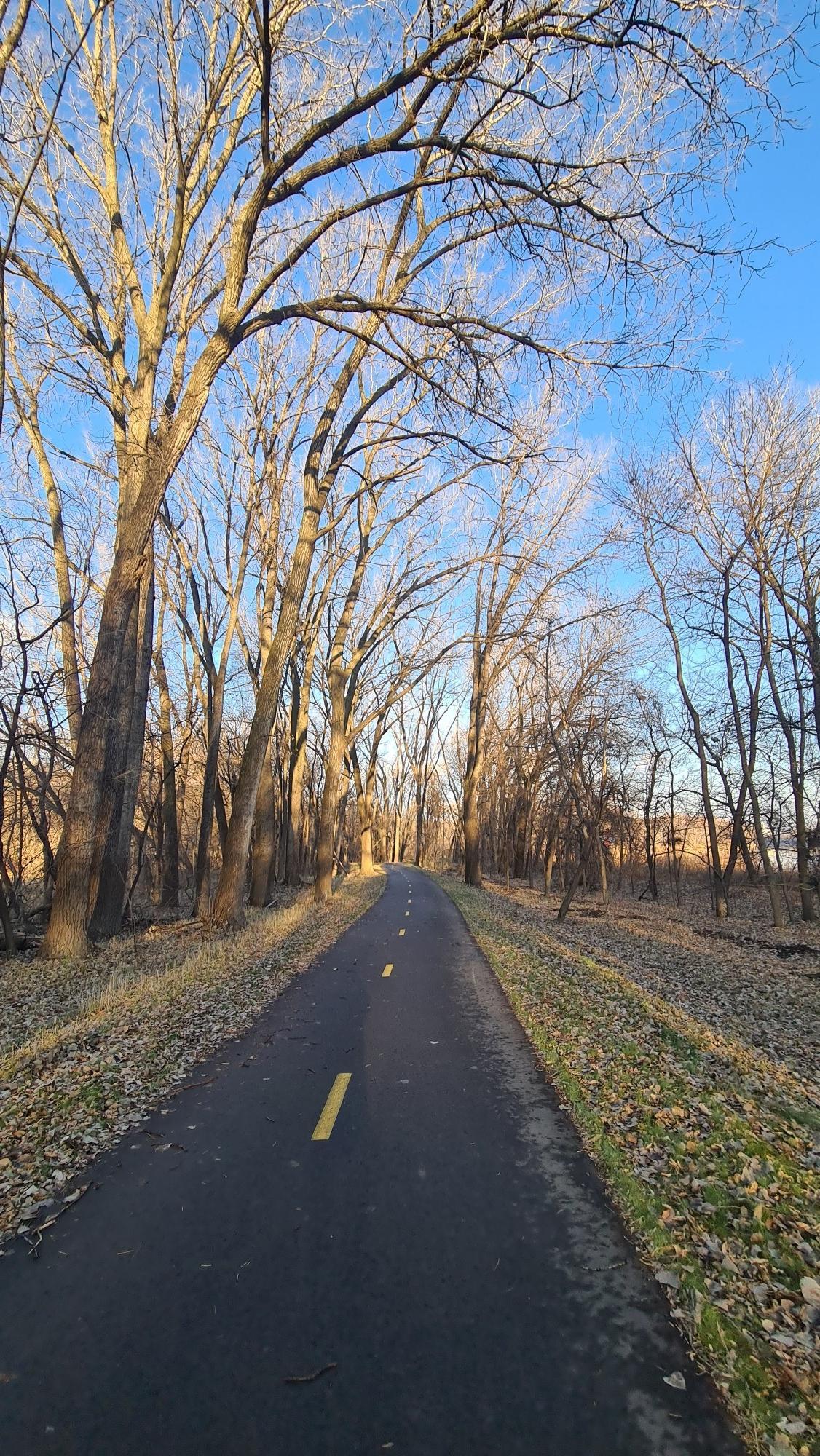 Paved path through a forest of tall, bare trees under a clear blue sky.