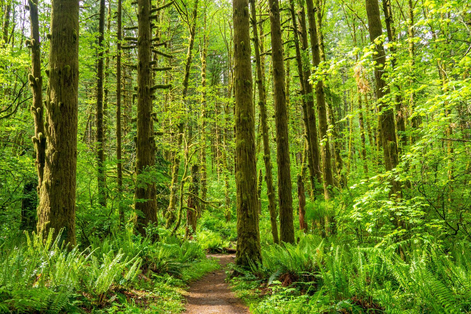 A dirt path winds through a vibrant green forest with tall trees and ferns.