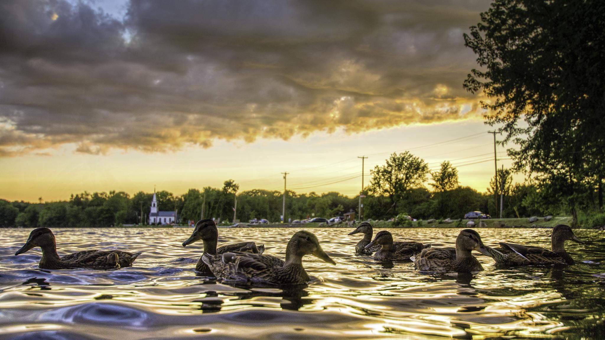 Several ducks swim on rippling water under a dramatic sunset sky.