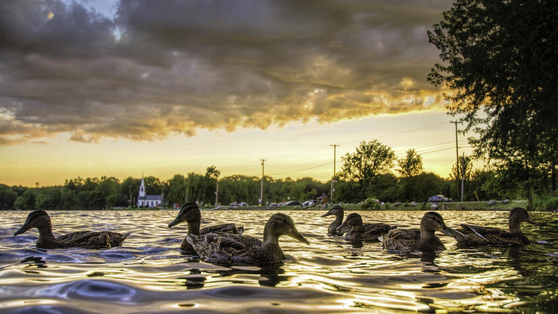 Several ducks swim on rippling water under a dramatic sunset sky.