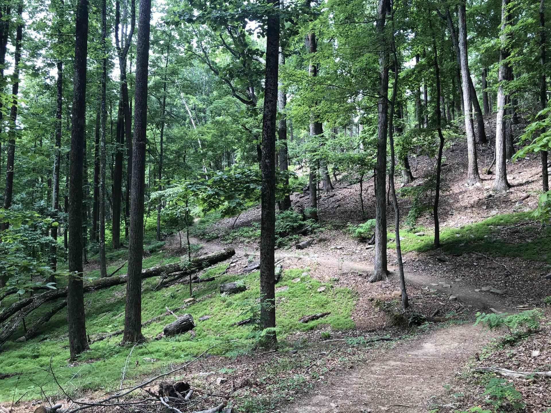 A winding dirt path ascends through a green, sun-dappled forest.