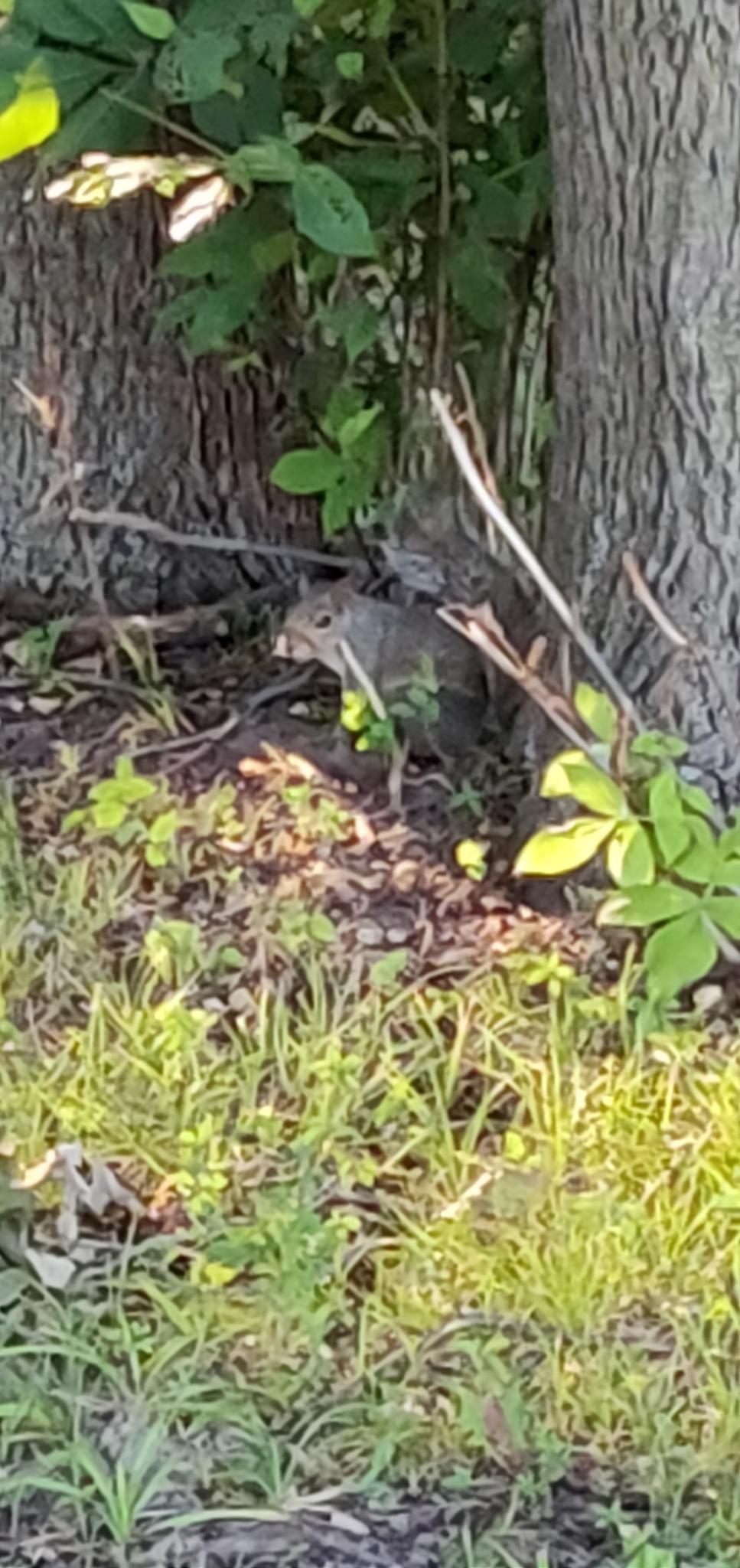 A squirrel on the ground between two tree trunks in dappled sunlight.