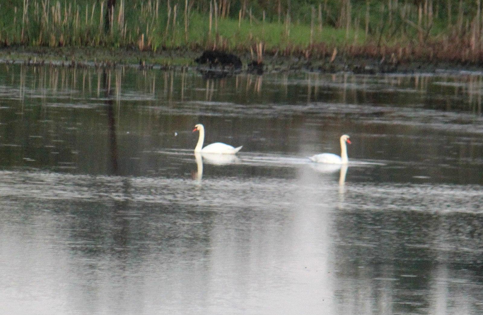 Two white swans gracefully swim on dark, reflective water near green reeds.