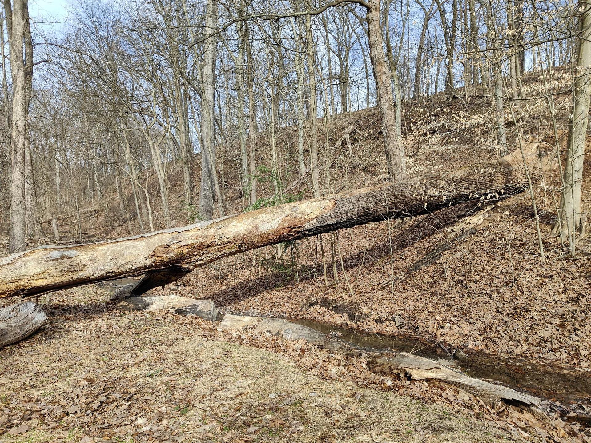 Large fallen tree trunk bridging a small stream in a bare winter forest.