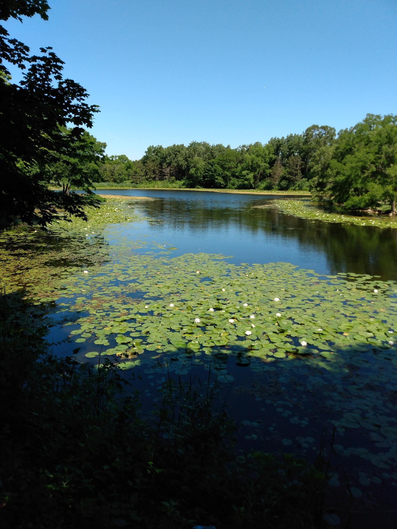Sunny lake covered in green lily pads with white flowers, surrounded by trees.