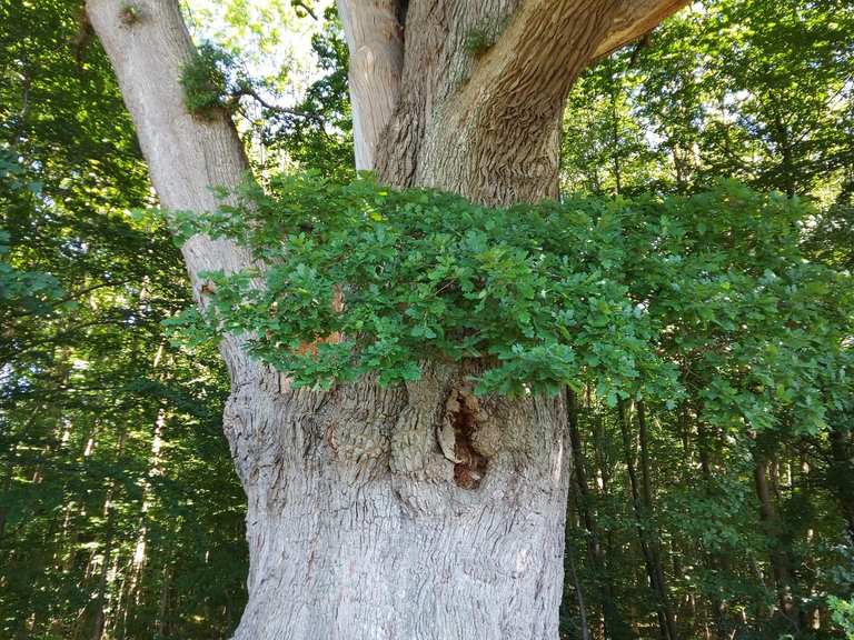 Valdemars Eg (Denmark's Largest Oak Tree) – Hiking & Cycling Routes ...