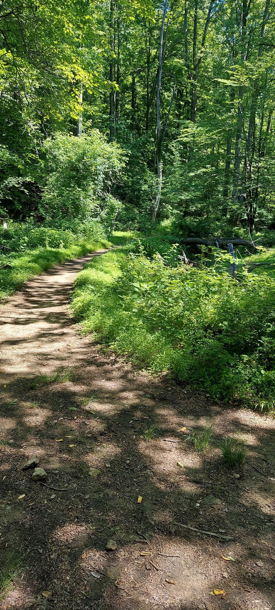 A sunlit dirt path leads into a dense, vibrant green summer forest.
