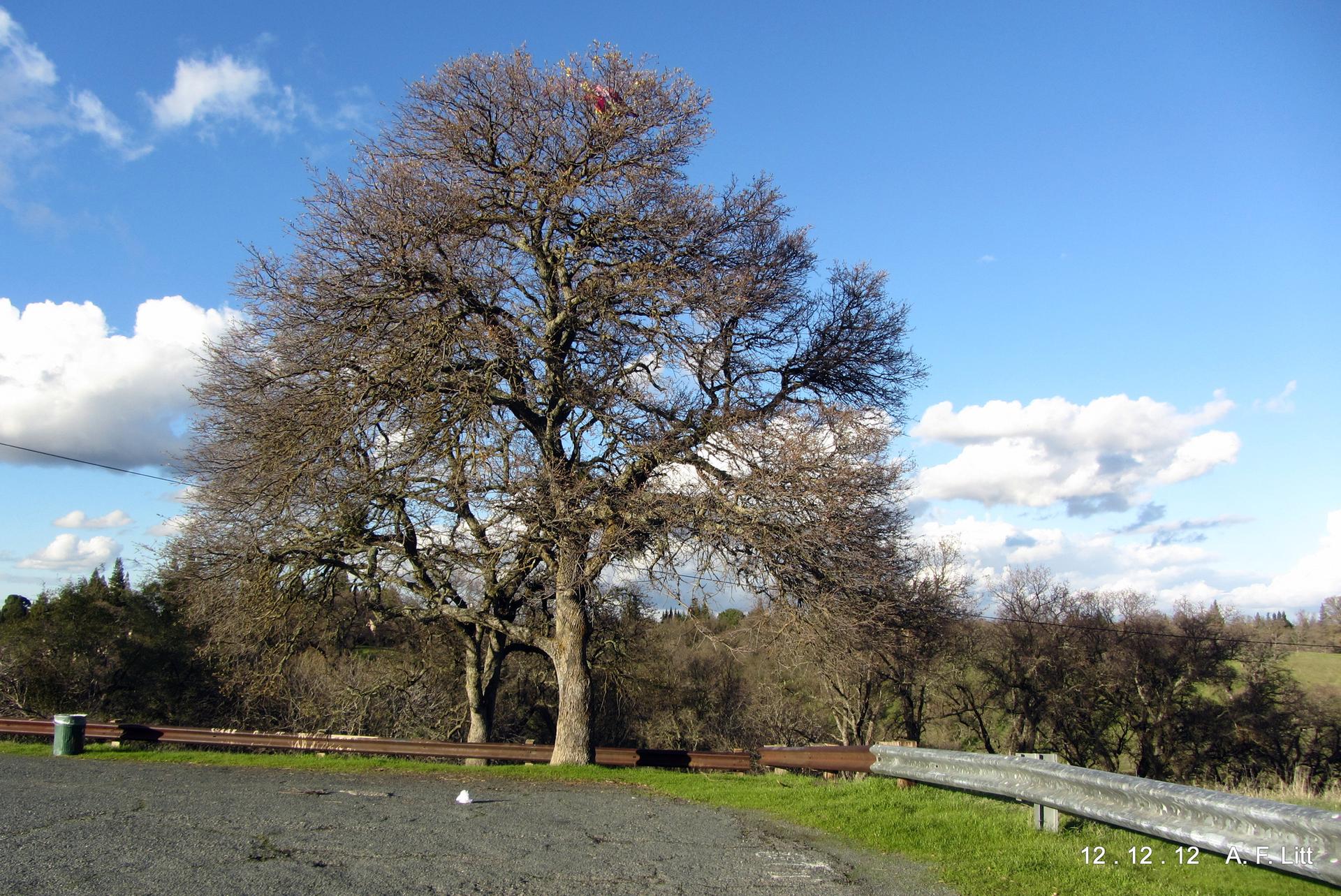 Large bare tree beside a road and guardrail under a bright blue sky.