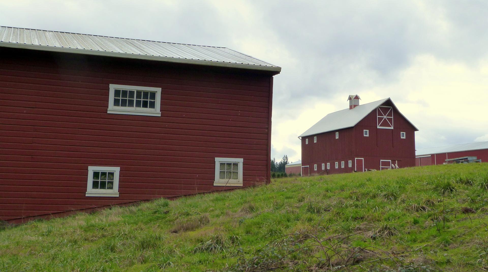 Two red barns on a green grassy hill under a cloudy sky.