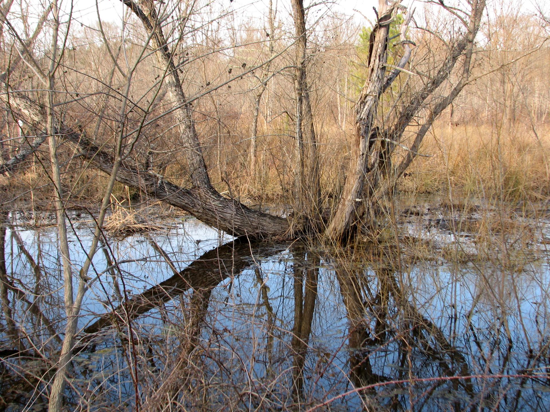Fallen tree over still water, surrounded by bare winter trees and dry brush.