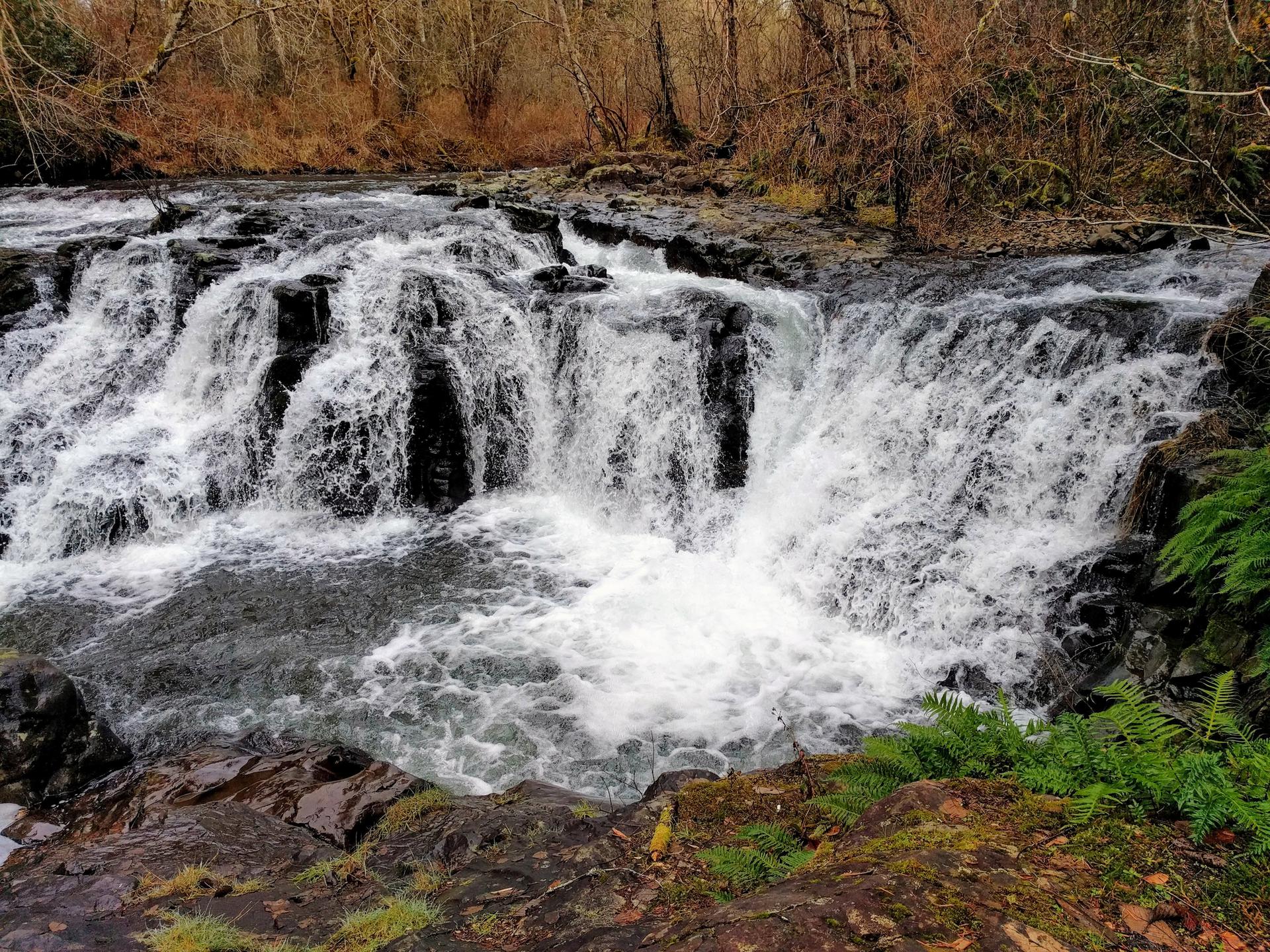 Rushing waterfall over dark rocks, surrounded by green ferns and bare trees.