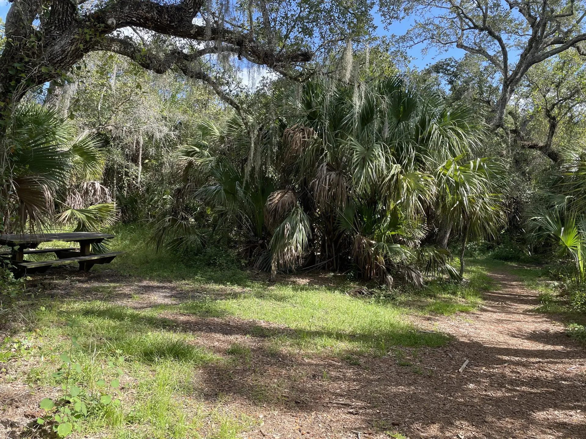 Picnic table in a sunny clearing surrounded by palmetto and trees.