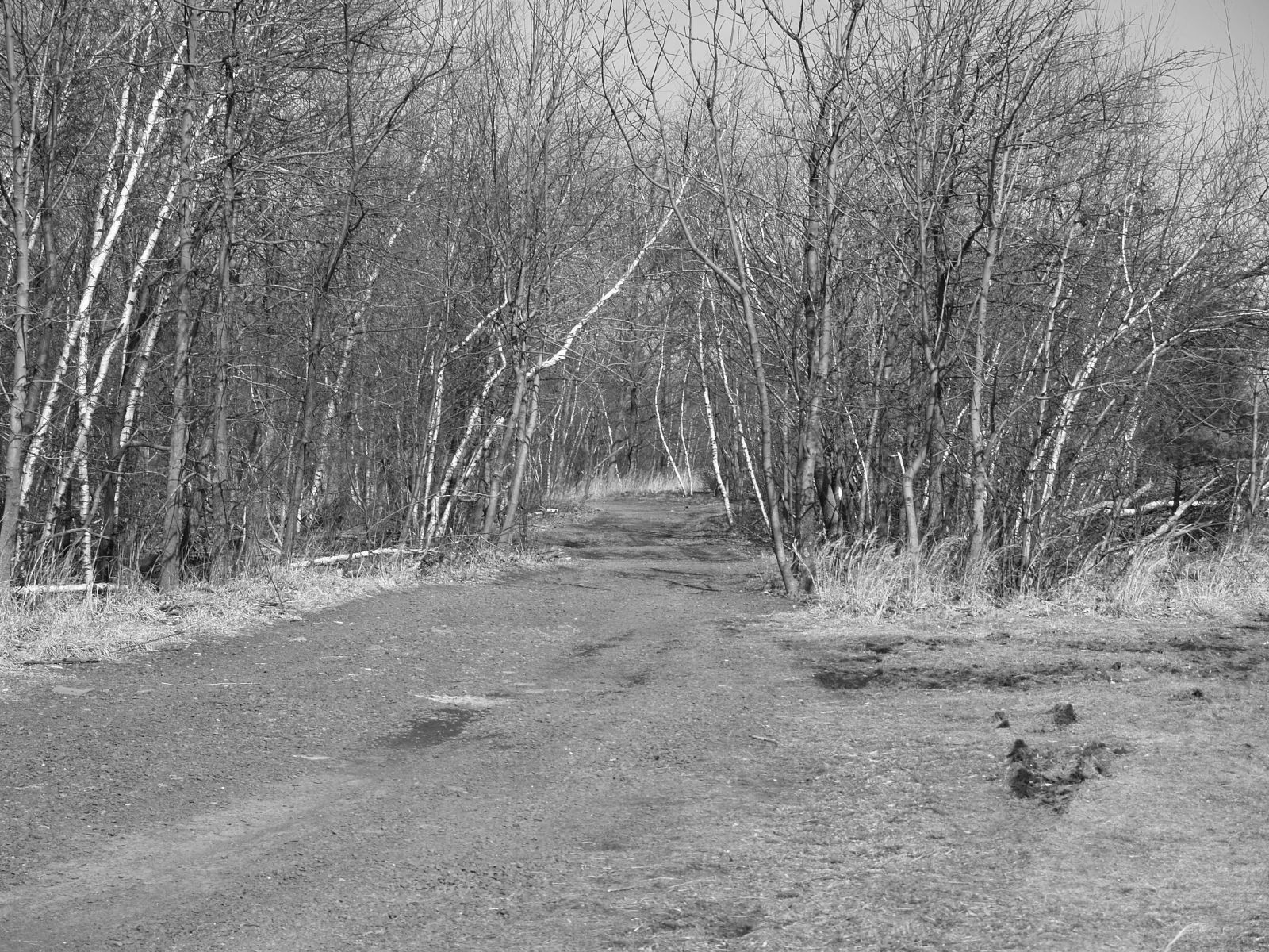 A dirt path winds through a forest of bare trees on an overcast day. - Yellow Trail