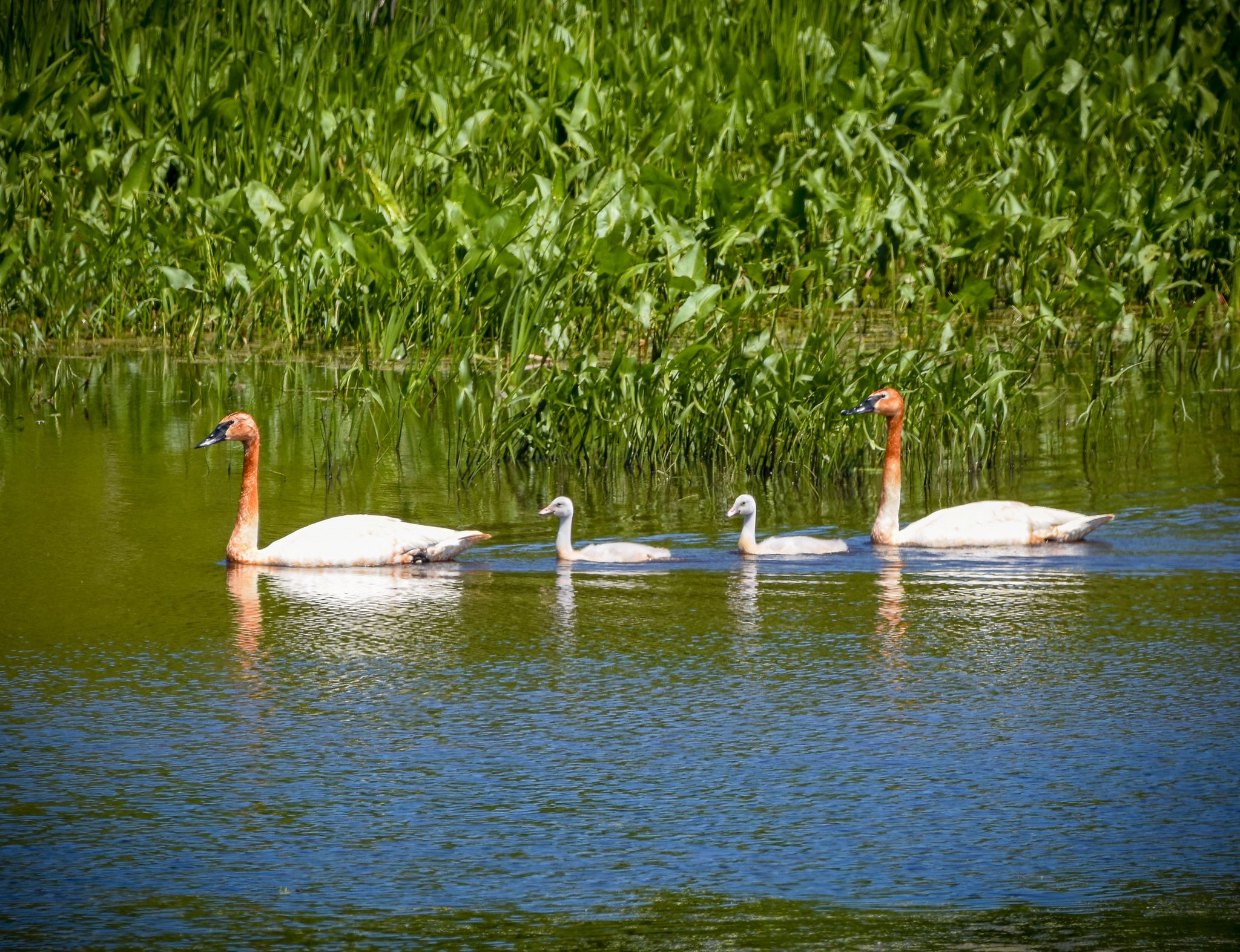 Two adult swans and two cygnets swimming in calm water. - North Fork Trail loop