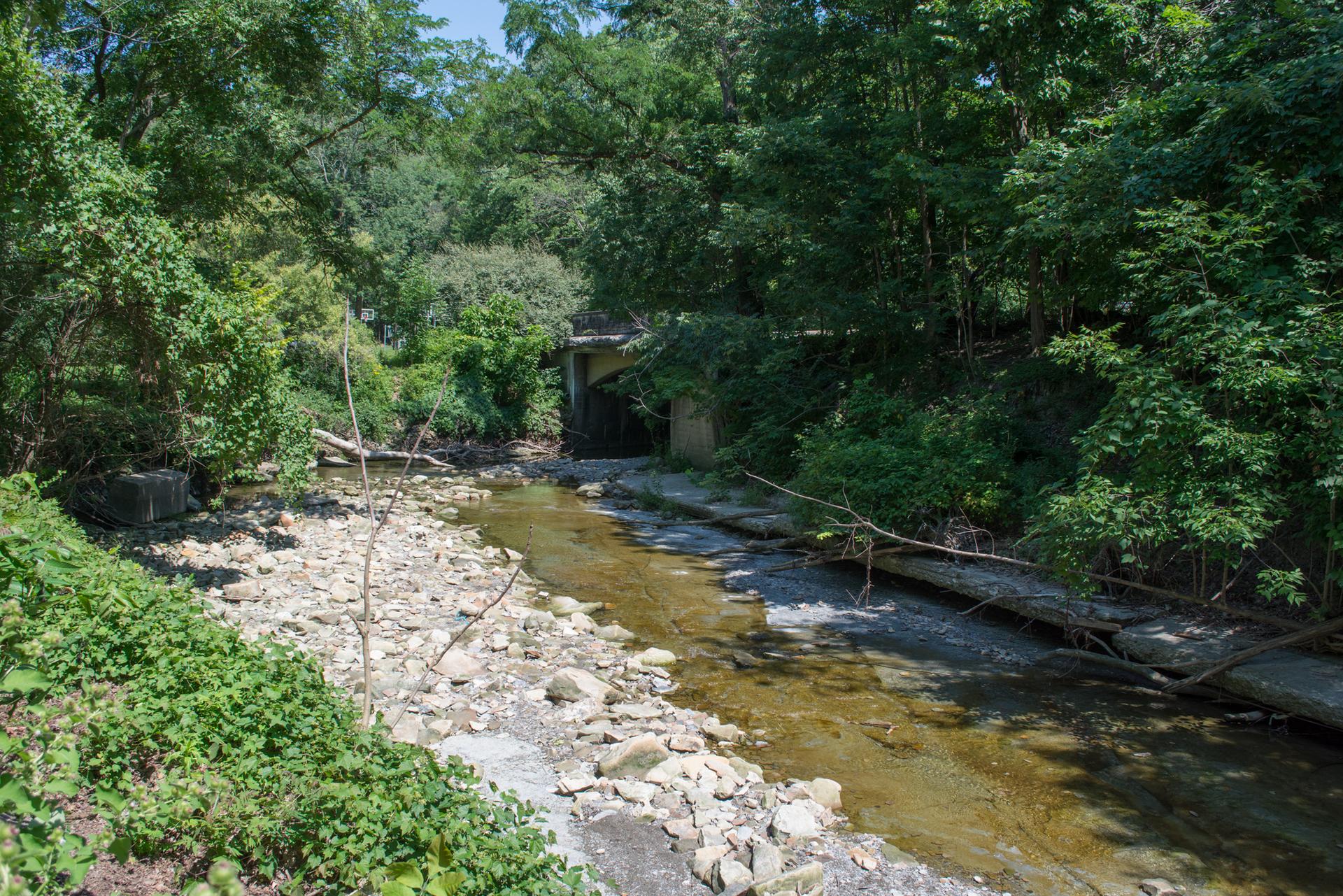 Rocky stream flowing through a dense green forest on a bright day.