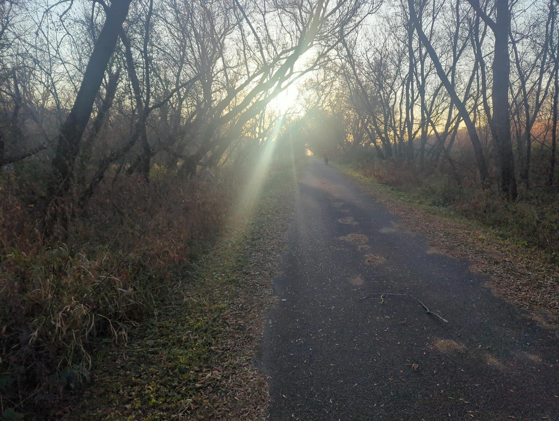 Sun shines brightly through bare tree branches over a paved path.