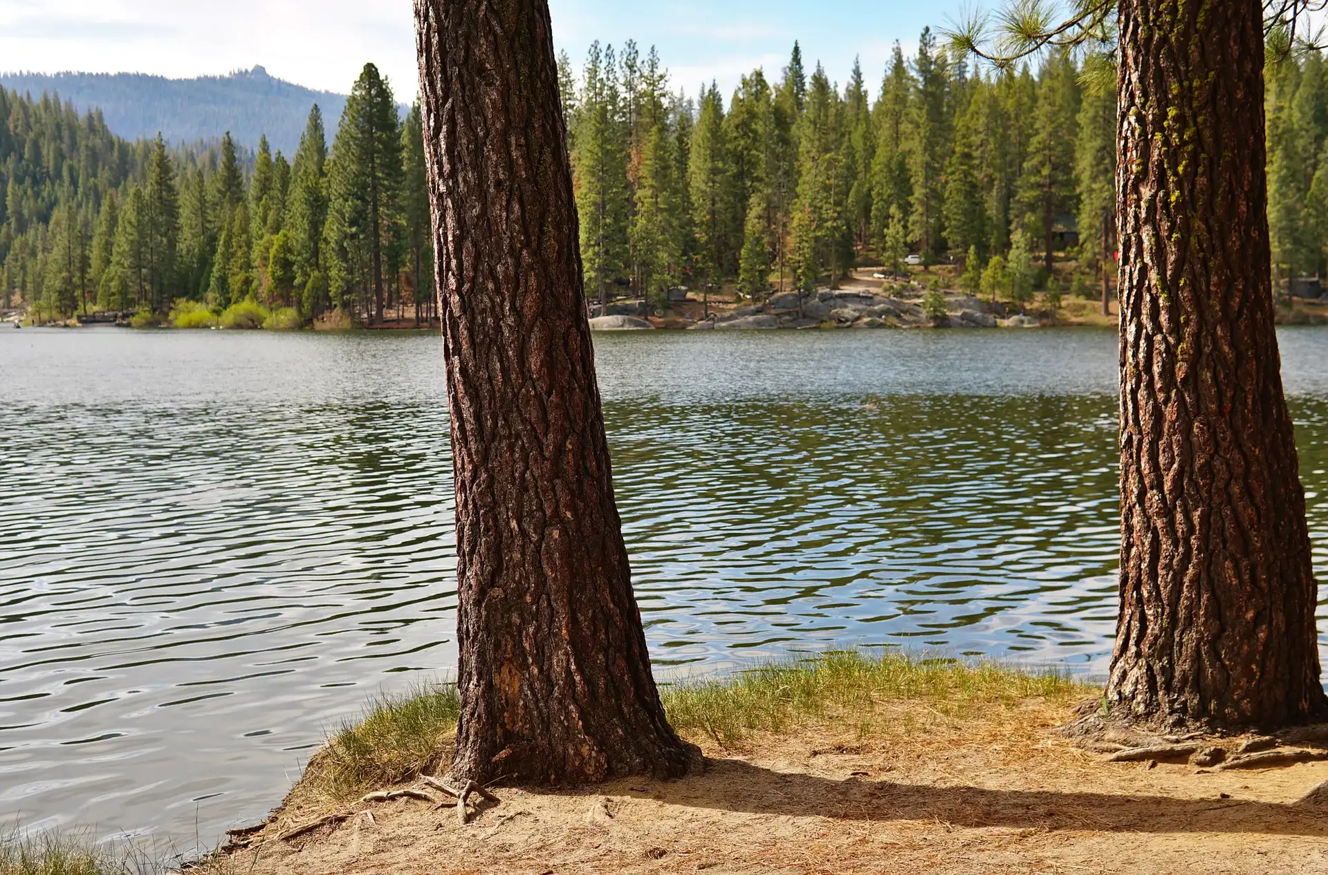 Two large pine tree trunks on a dirt bank beside a rippling lake.