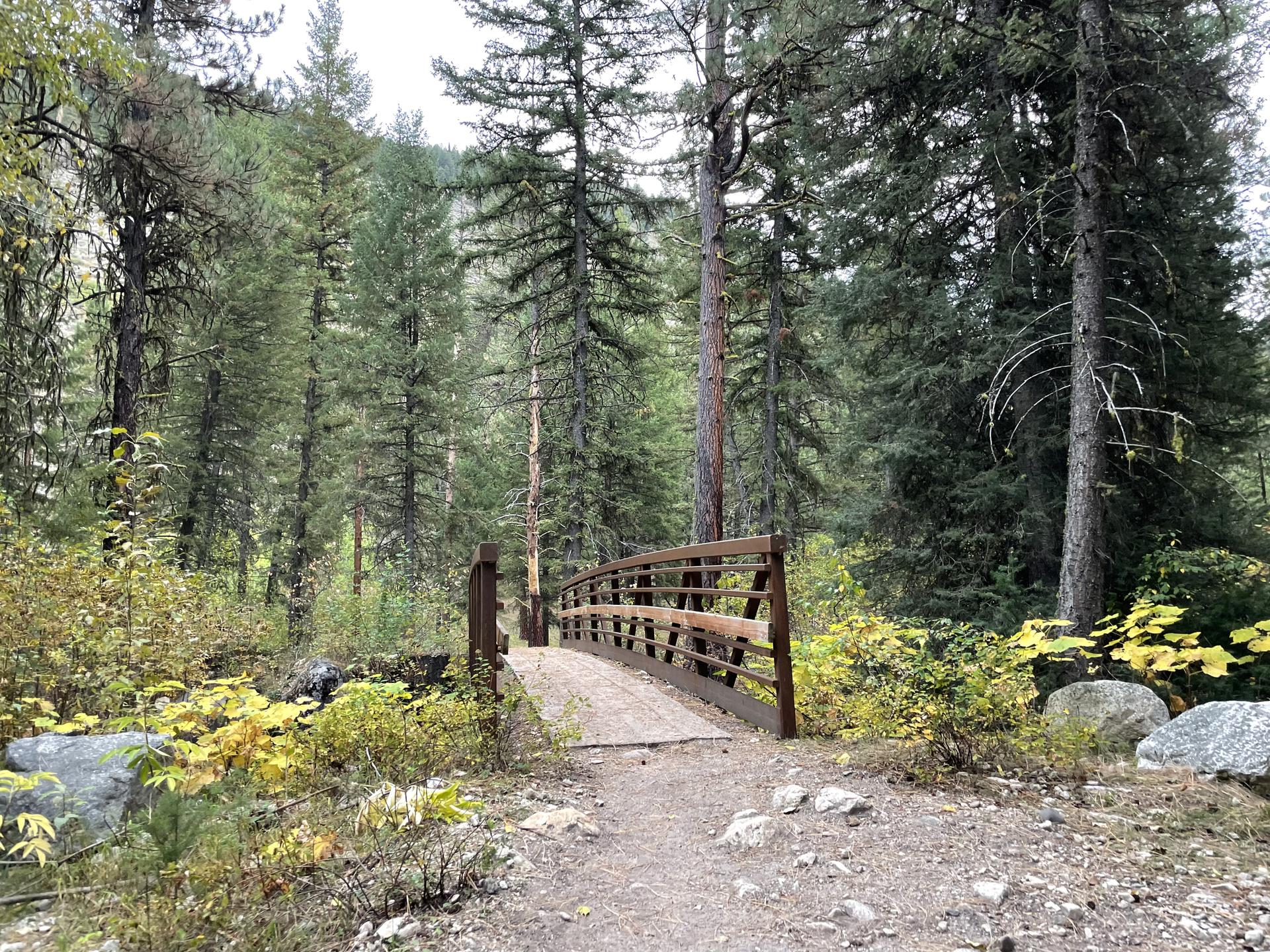 Wooden footbridge over a stream on a dirt path in a green forest.