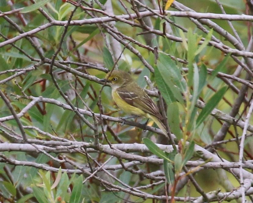 A small yellow-green bird with a white eye-ring perches in dense foliage.