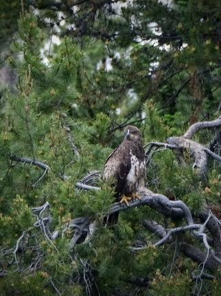 Brown and white bird of prey perched on a branch in a pine tree.