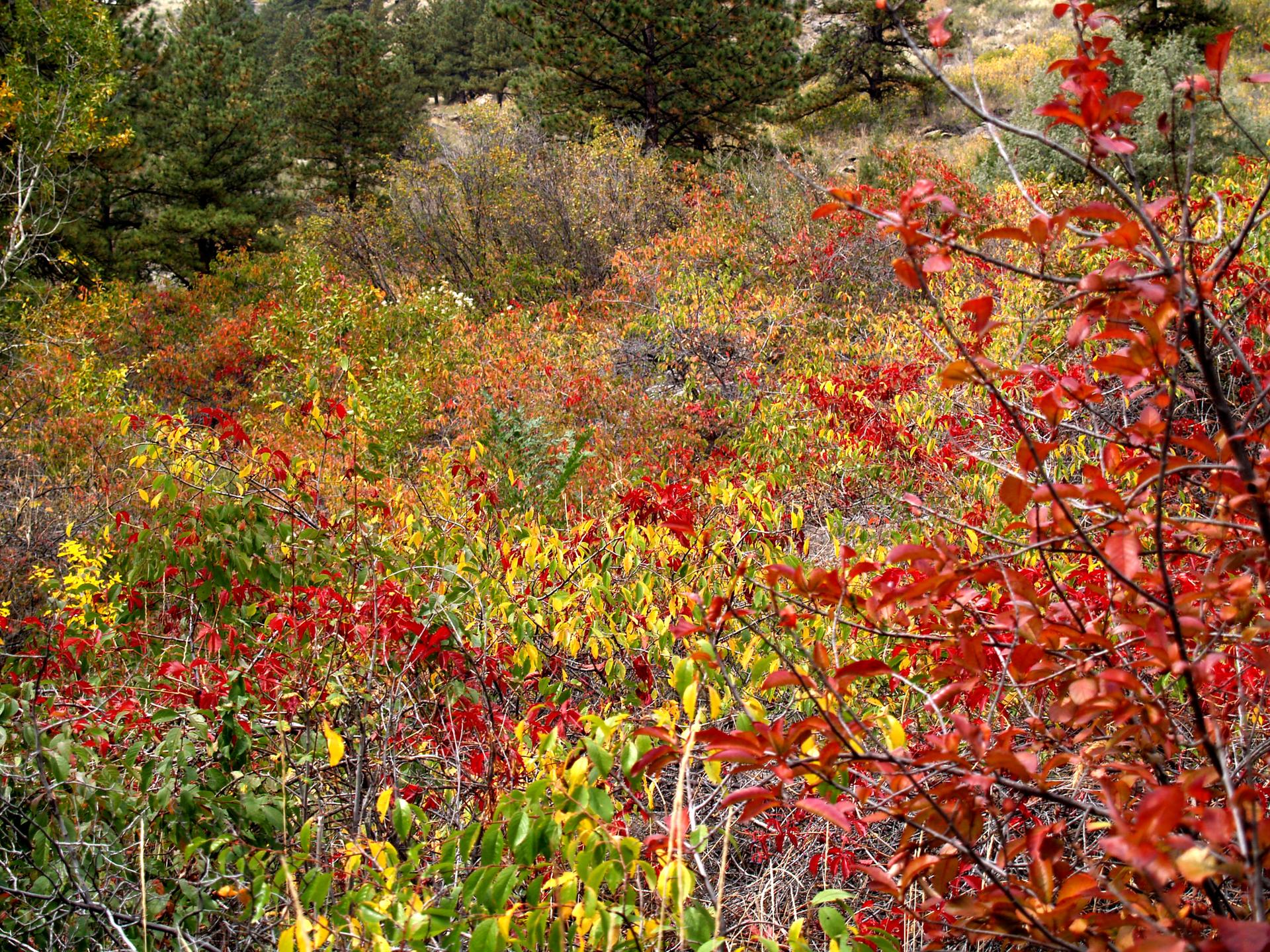 Vibrant red, yellow, and green autumn foliage covers a dense forest undergrowth.