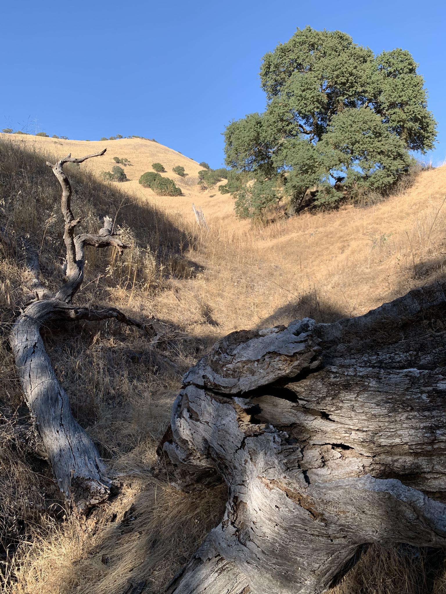 Large fallen tree trunk in sunlight on a dry grassy hillside.