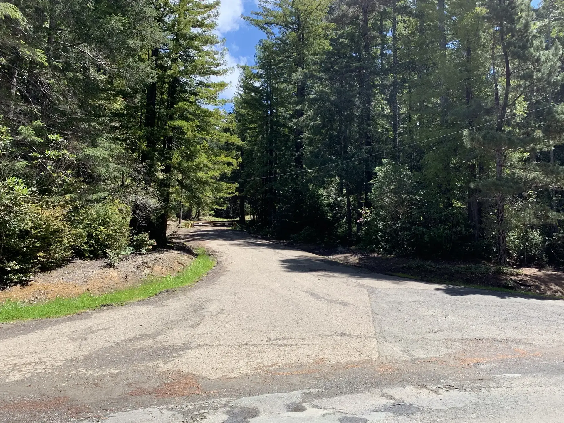 Fork in a paved road surrounded by tall green trees under a bright sky.