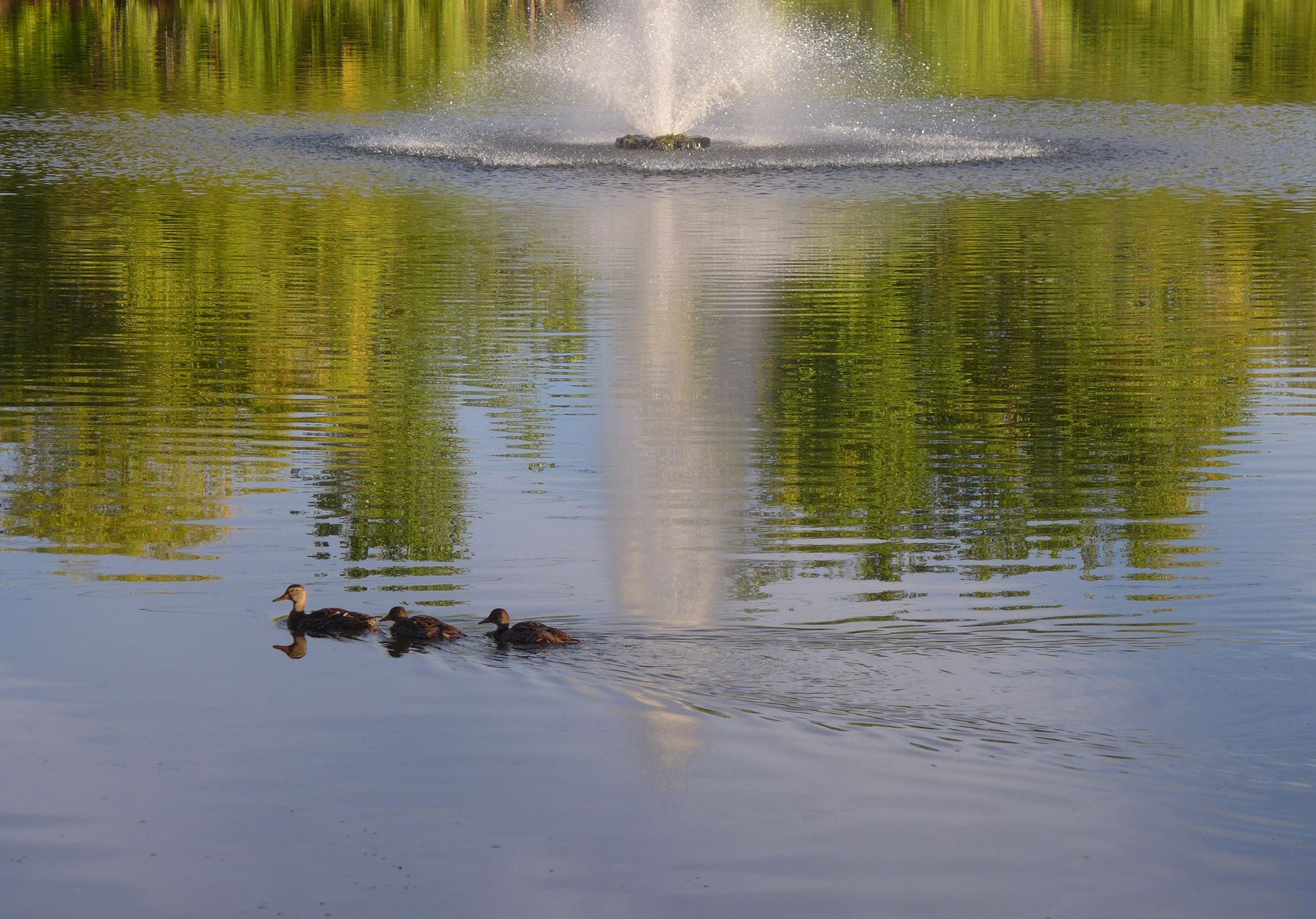 Three ducks swim in a pond with a fountain and tree reflections. - Central Park loop