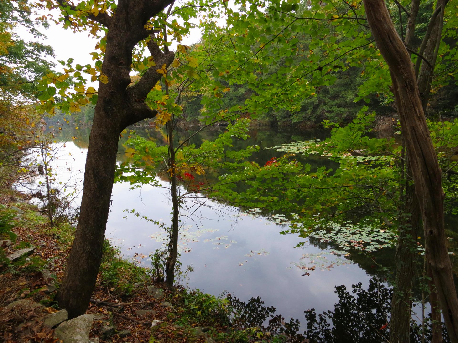 Calm pond with lily pads, framed by trees with green and yellow leaves.
