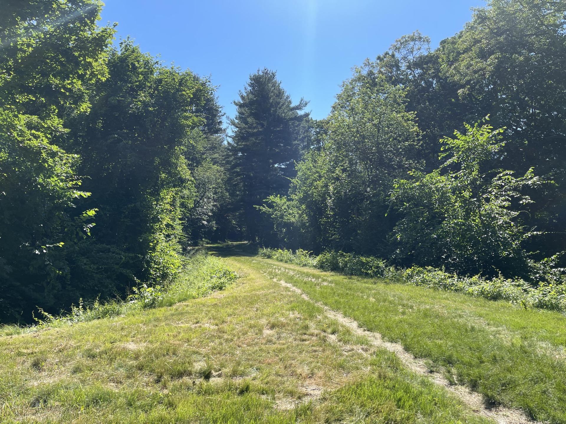 Bright sun illuminates a grassy path leading into a dense green forest.